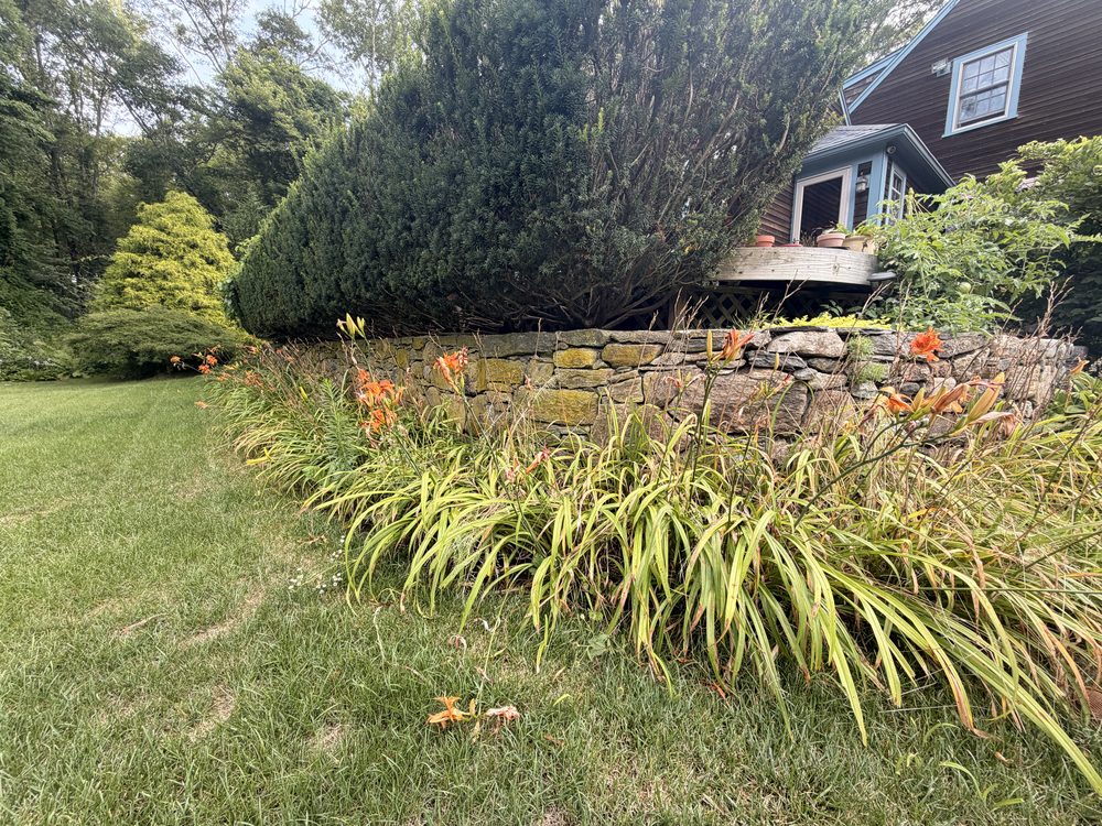 Before — the fieldstone wall along the lawn, moss-covered and grown in with daylilies